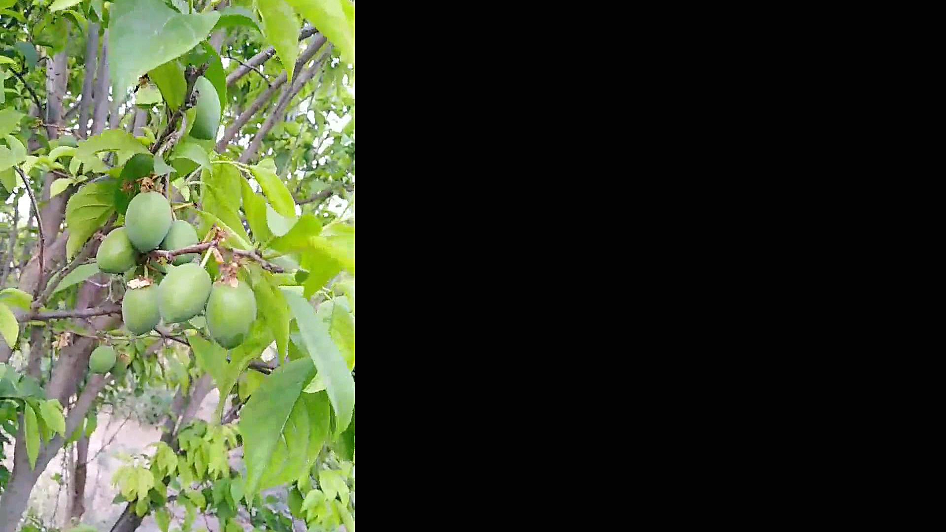 گوجه سبز دزفول 5 اردیبهشت 99