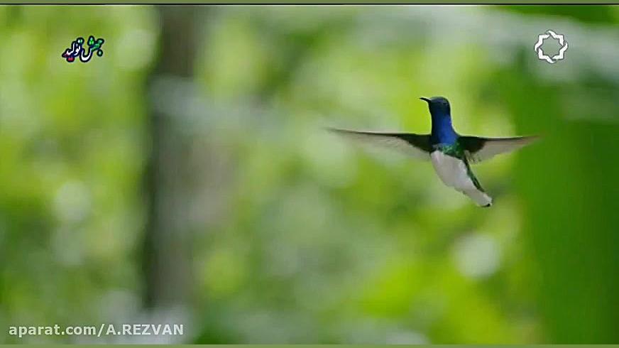 مستند  رفتارهای ناپسند حیوانات