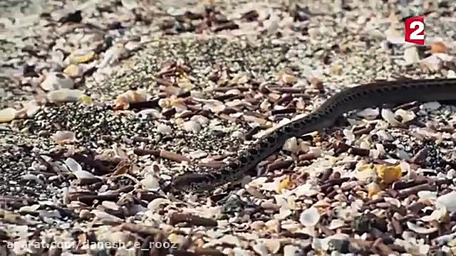 حمله مارها گرسنه به ایگوانا