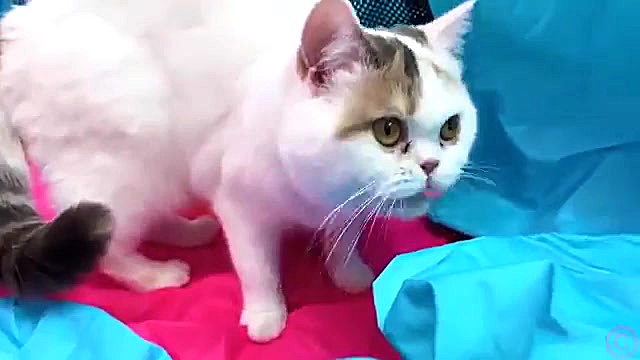 اسباب بازی استیسی این داستان &...