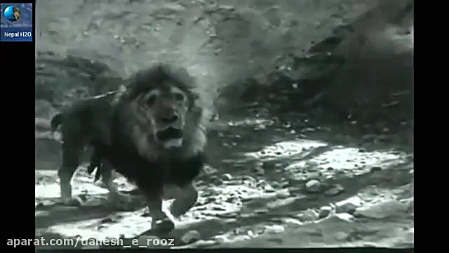 نبرد خونین ببر بنگال و شیر