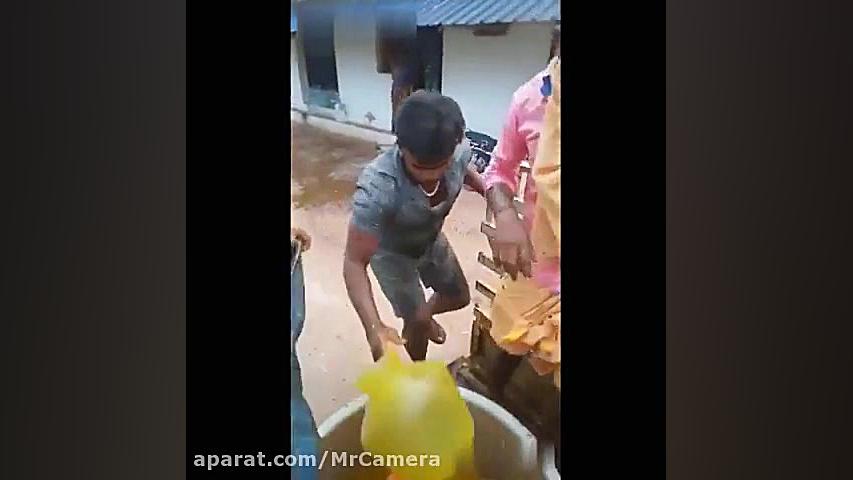 پاشیدن ادرار گاو جهت مقابله با...