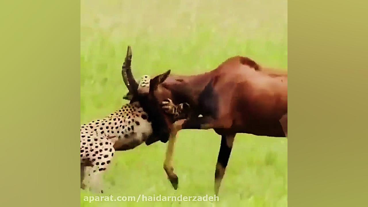 مستند حیات وحش