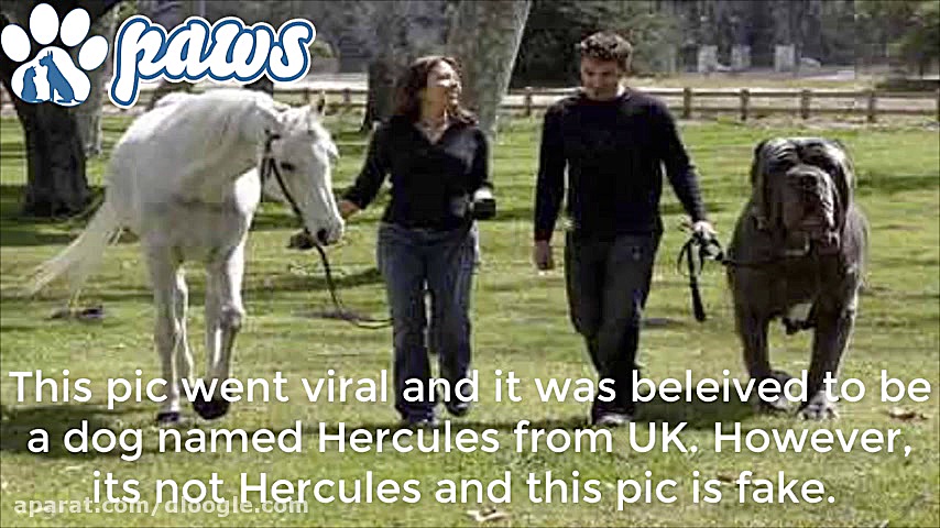 بزرگترین نژاد سگ