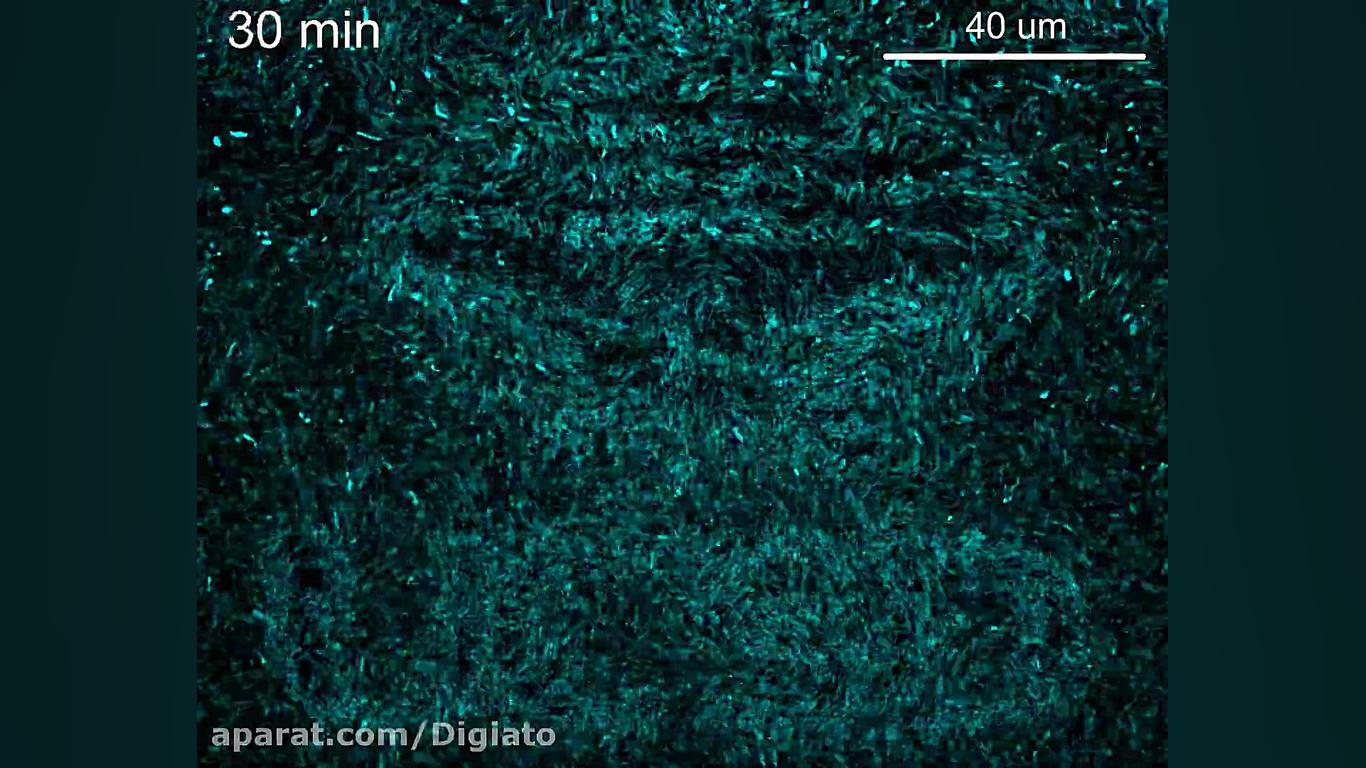 تشکیل نوعی از حافظه در باکتری‌...