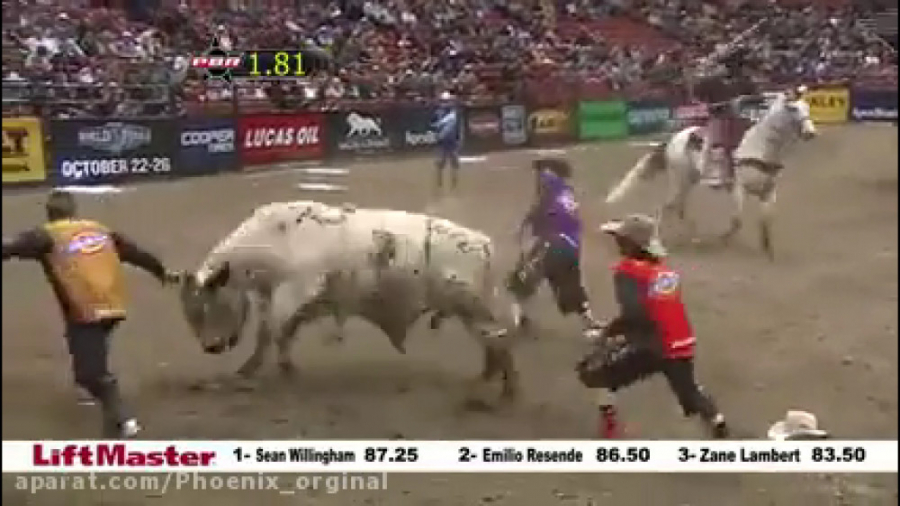 کلیپ های گاو بازی خطری || حیوا...