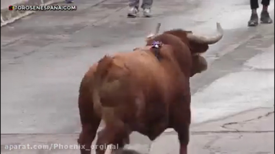 کلیپ های گاو بازی || گاو های خ...