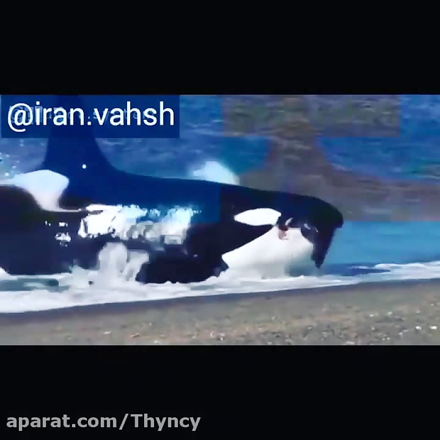 شکار لب دریا