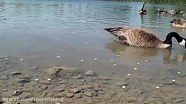 فیلم مستندغازهای وحشی hd