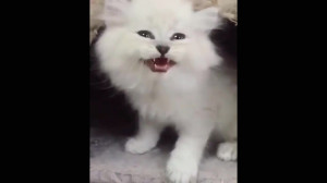 بچه حیوانات سوپر بامزه و خنده...