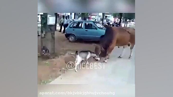 جدال خفن گاو و بز