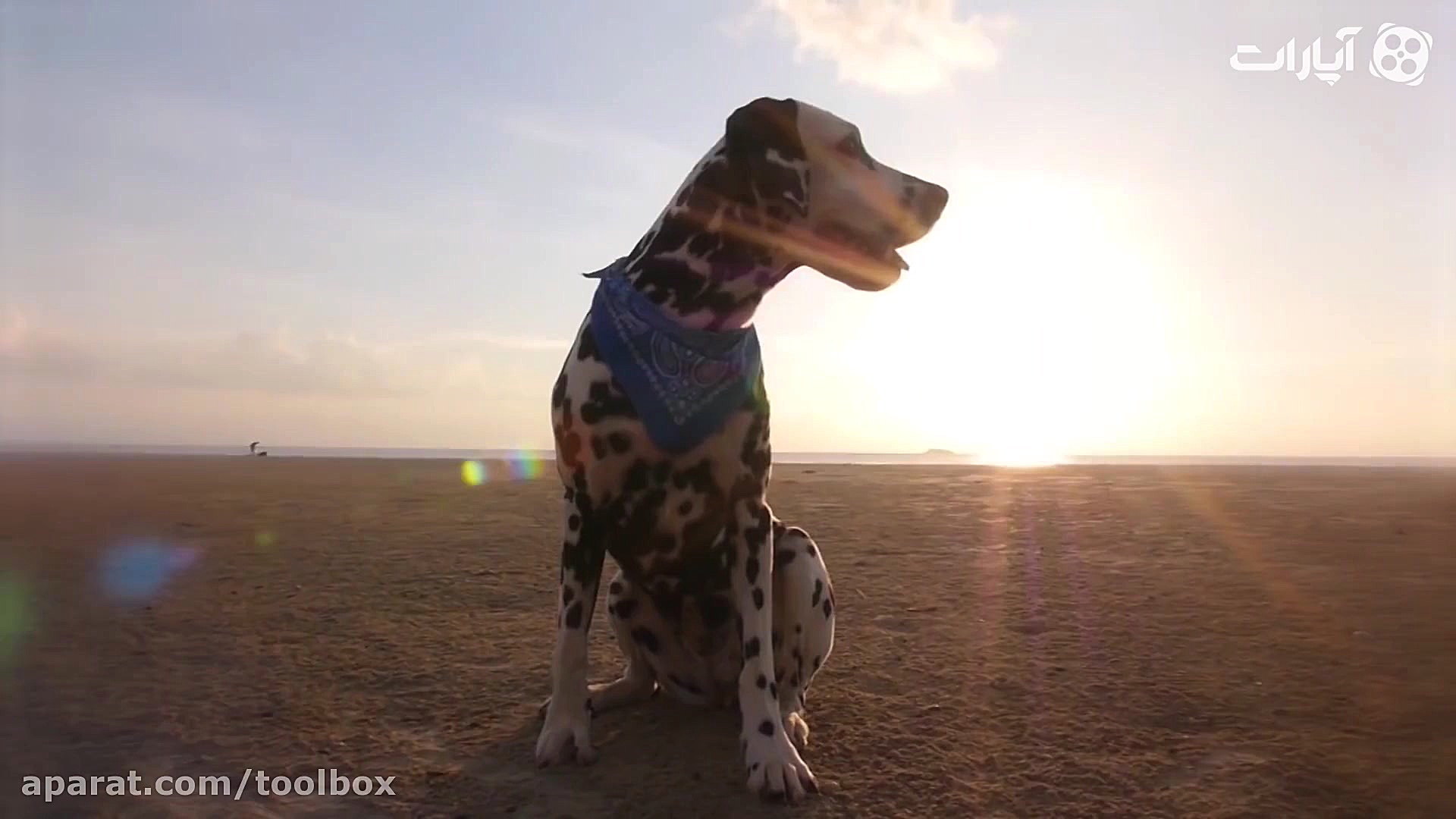 10 تا از بهترین نژاد سگ خال خا...