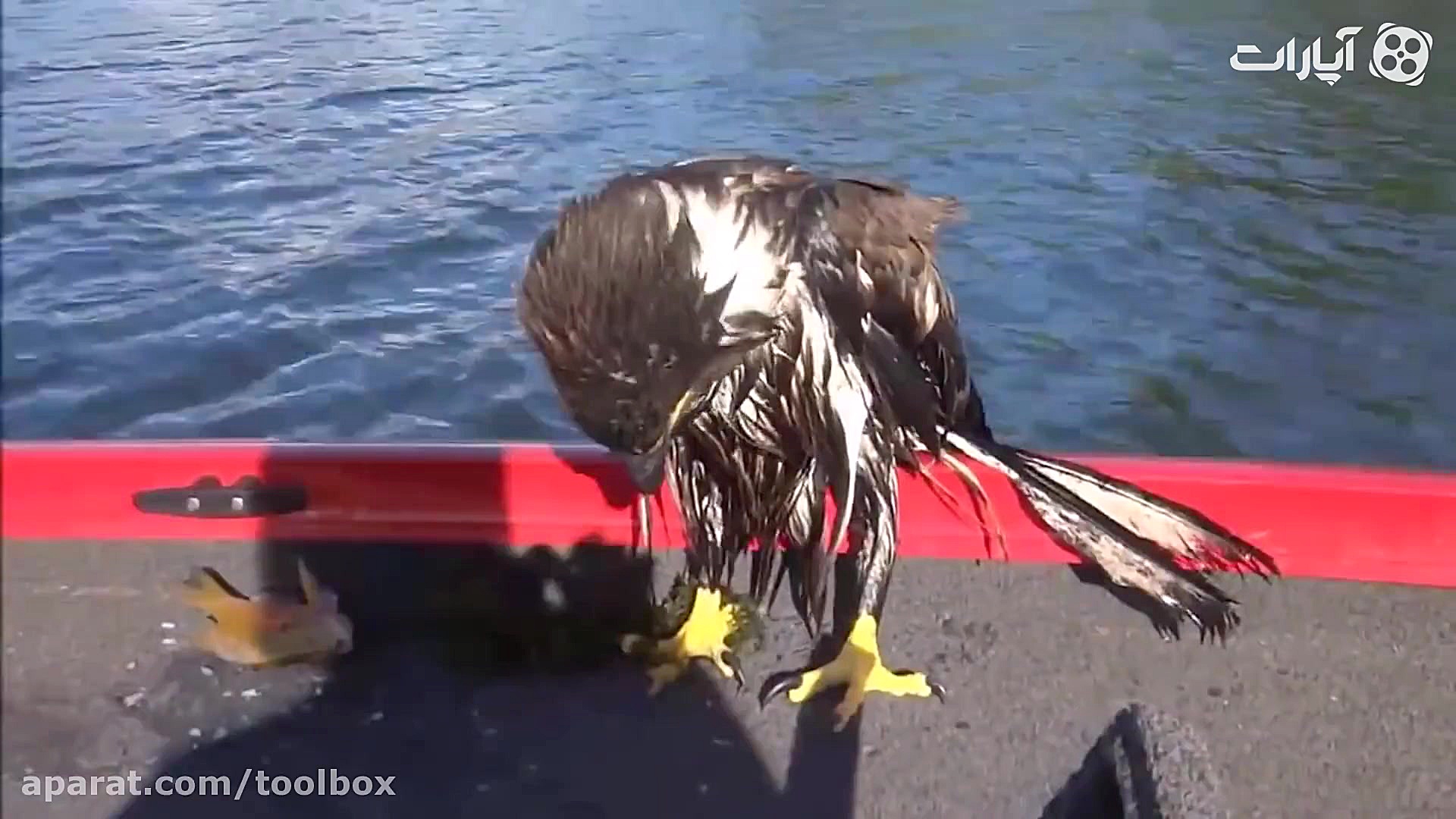 باید رحم کرد باید انسان بود