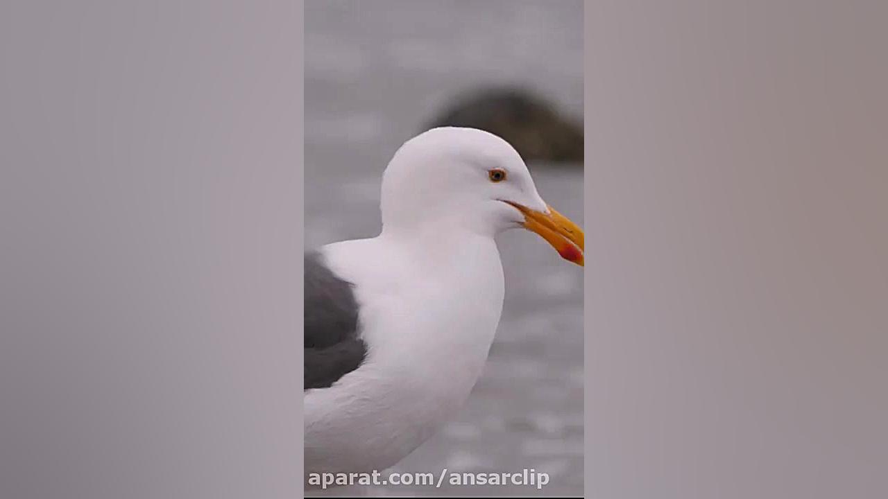 استوری | 10 اردیبهشت روز خلیج...