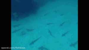 کوسه گله‌ای: Galeorhinus...