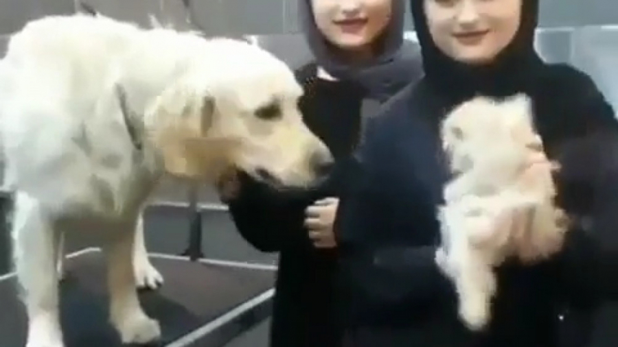 سارا و نیکا فرقانی با سگ و گرب...