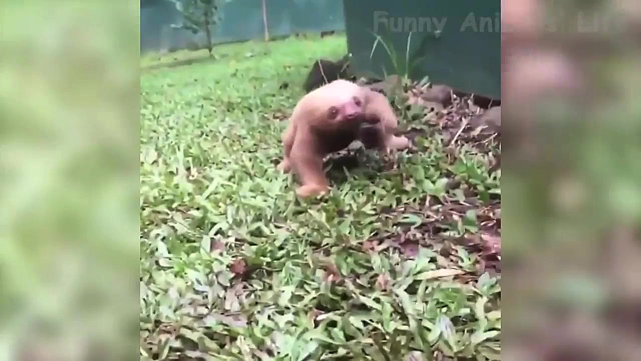 لحظات خنده دار حیوانات