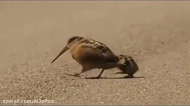 دیش دیرین دیرین ماشاالله ...