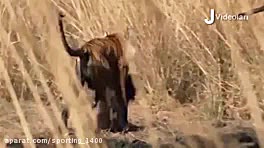 ویدئوی دیدنی از مبارزه شیرها و...