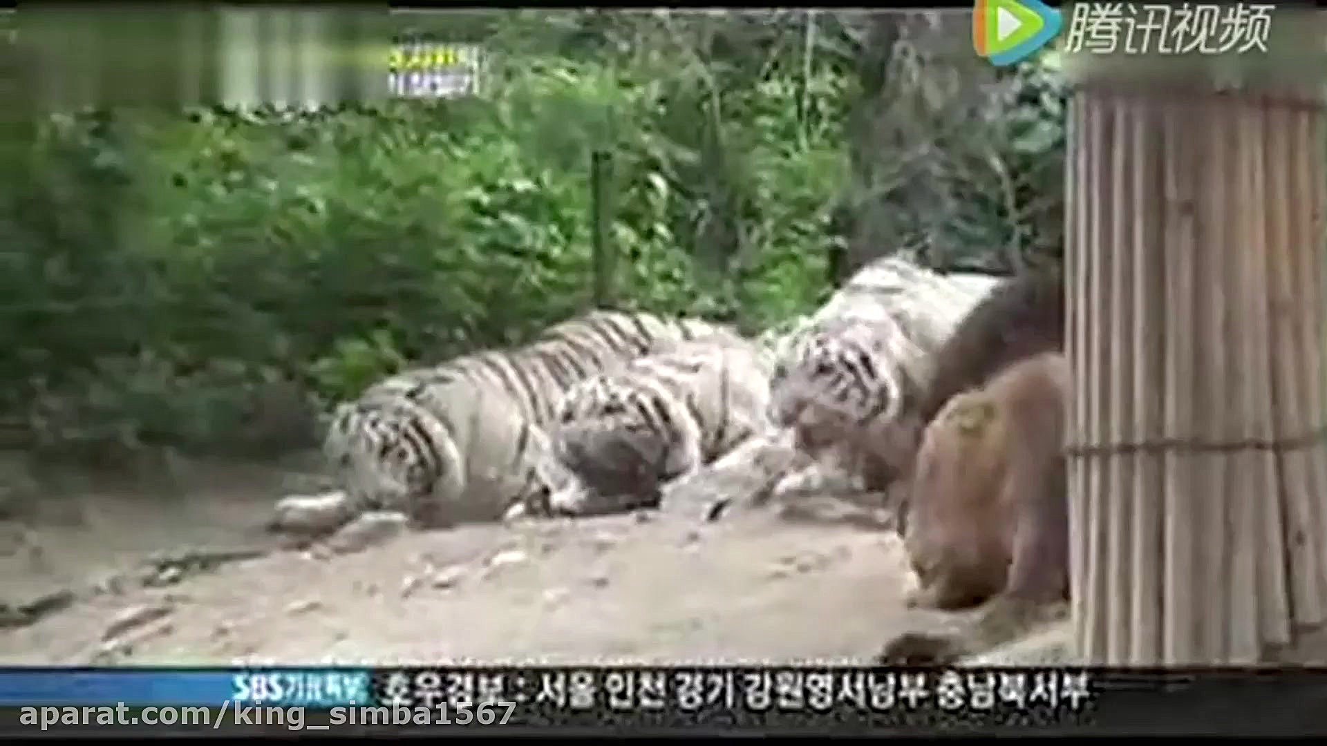 ببر در مقابله شیر(جدید2020)