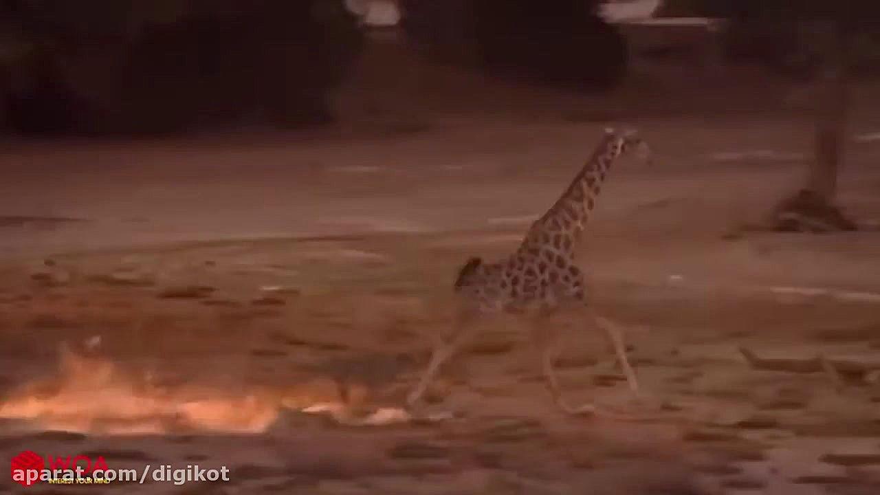 حیات وحش، شکست مرگبار شیرها در...