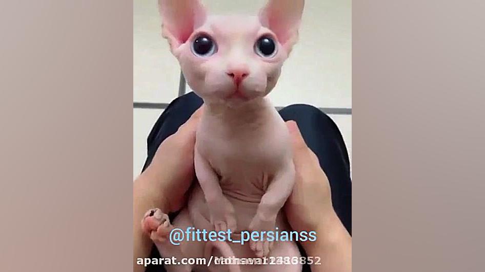 گربه لخت خیلی خنده دار پکیدم ا...