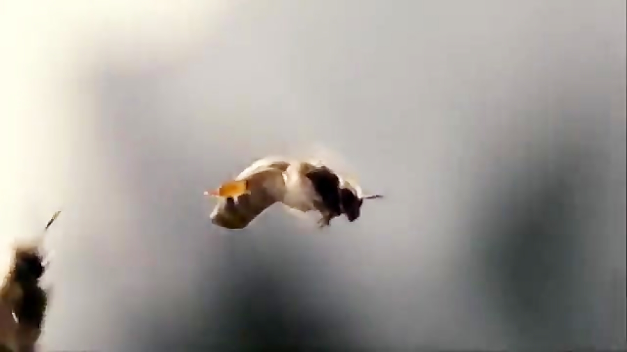 تنها فیلم جفت گیری ملکه زنبور...