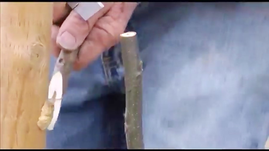 فیلم پیوند درخت گردو