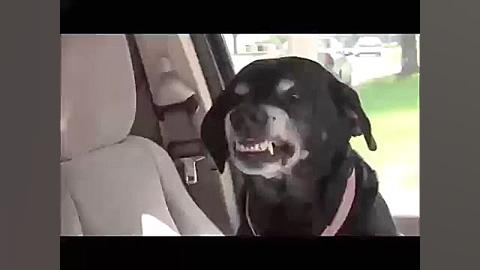 جالب  ویدئو : دانلود کلیپ  صحن...