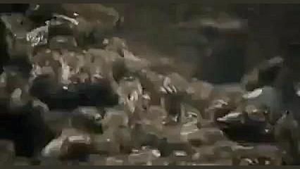 اتحاد زنبورهای عسل