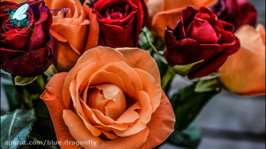 تبریک روز معلم به مهربان ترین...