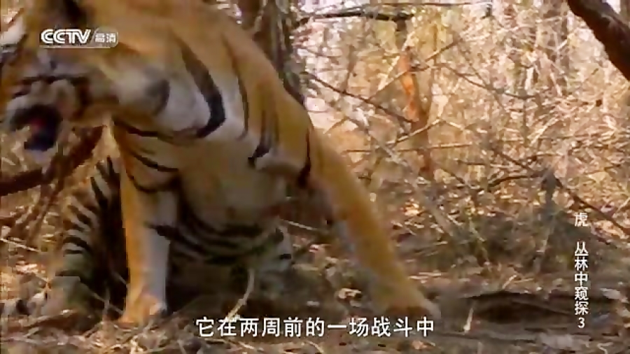 ببر vs فیل  ورود فیل به قلمرو...