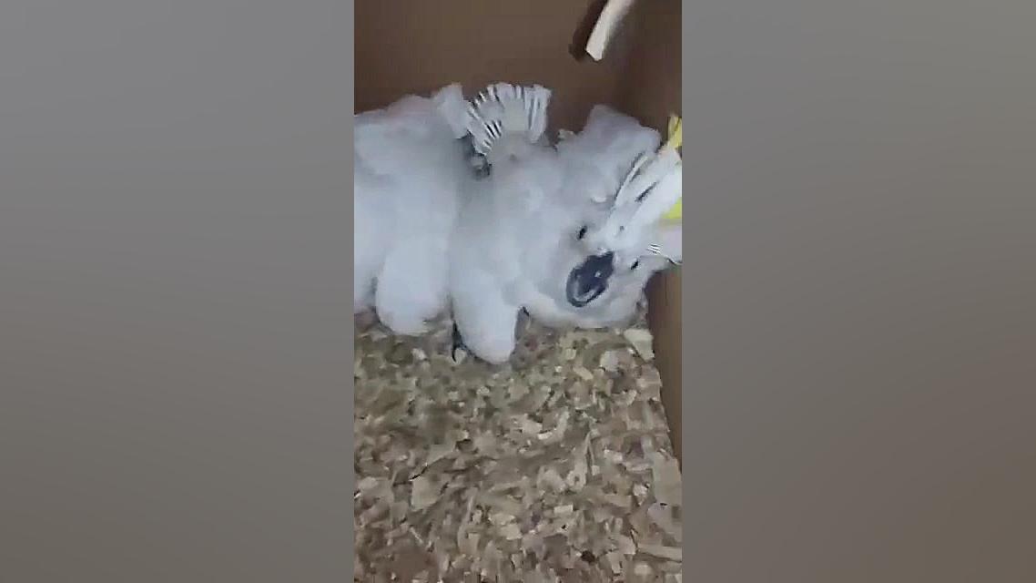 جوجه طوطی کاکادو