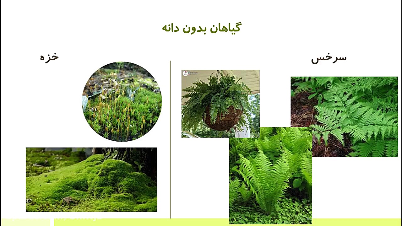 گیاهان بدون&zwnj;دانه و چرخه ر...