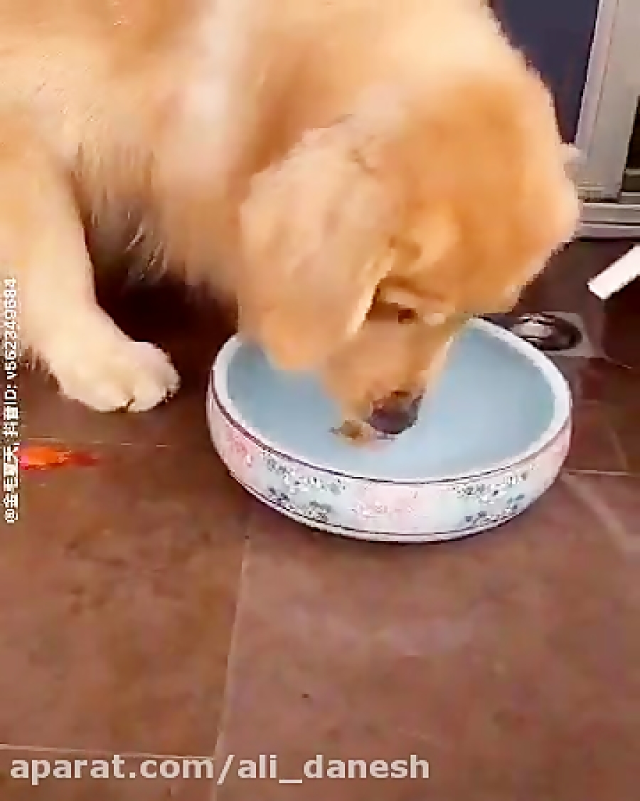 صحنه ای بسیار دیدنی