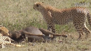 آهو مقابل یوزپلنگ | نبرد حیوان...
