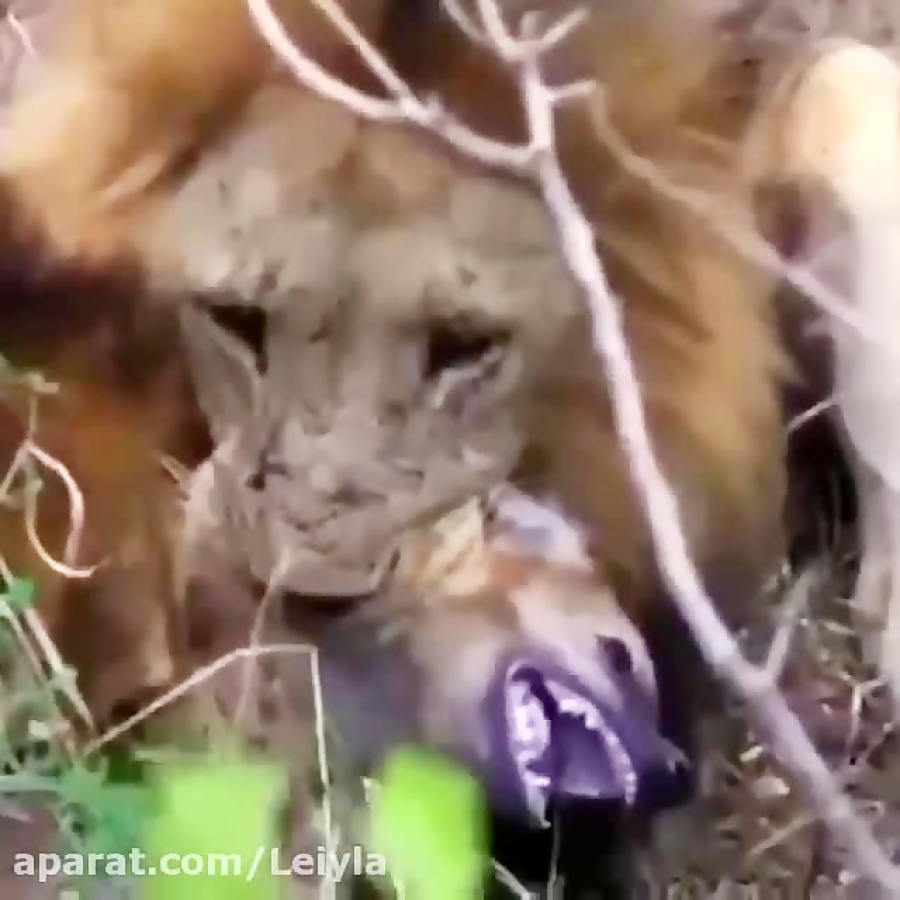 آخرین نفس&zwnj;های کفتار