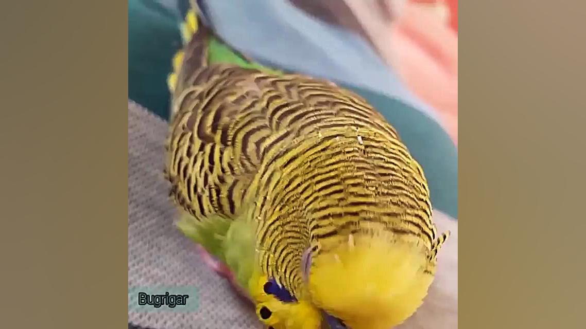 مرغ عشق سخنگو | عشقم بدو بیا ب...