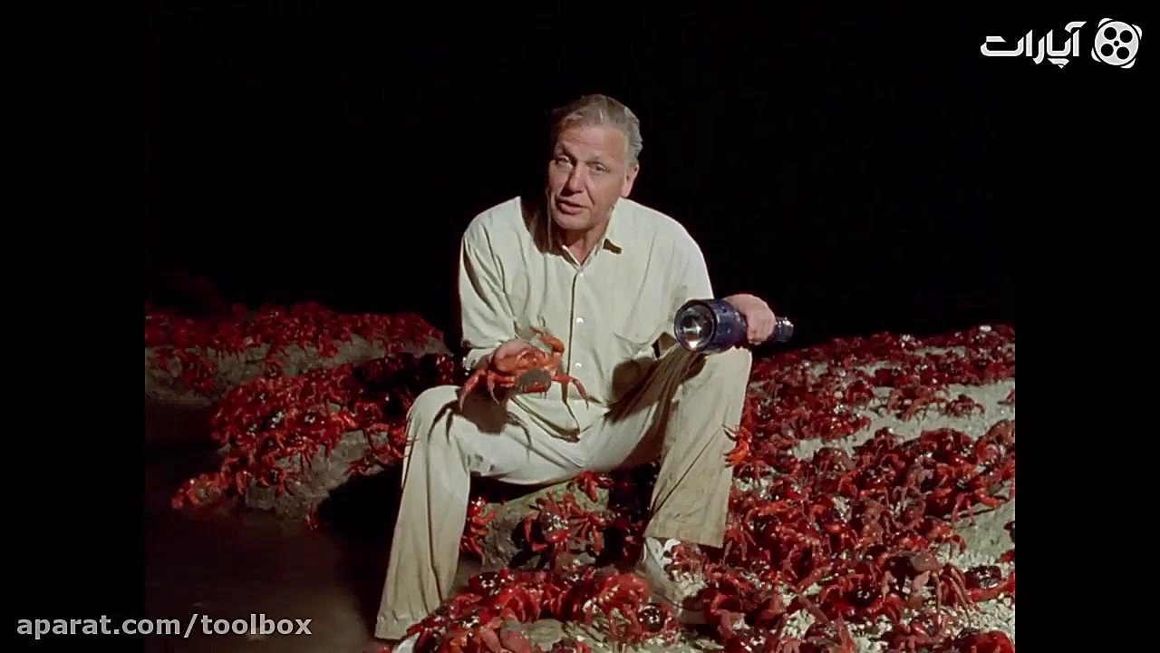 تولید مثل میلیونی خرچنگهای قرم...