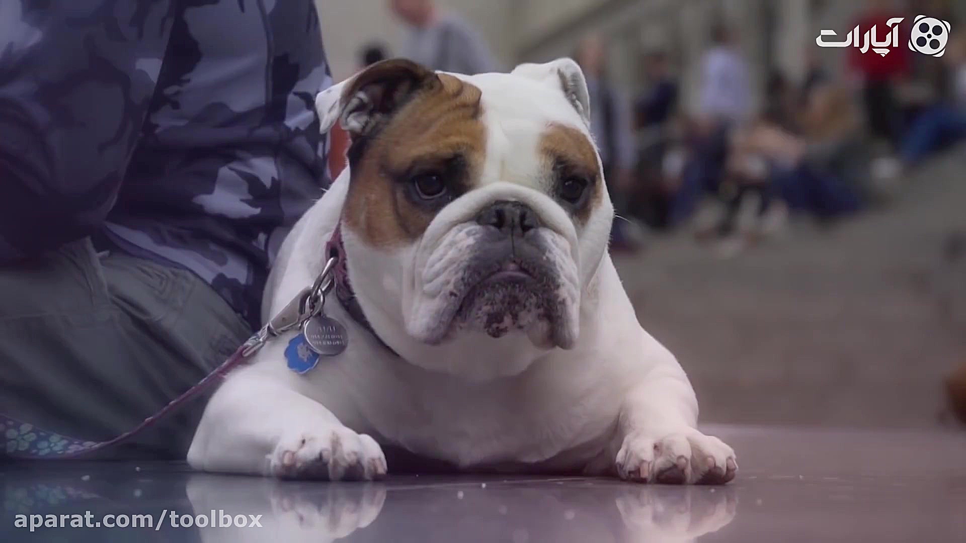 10 نژاد سگ بولداگ