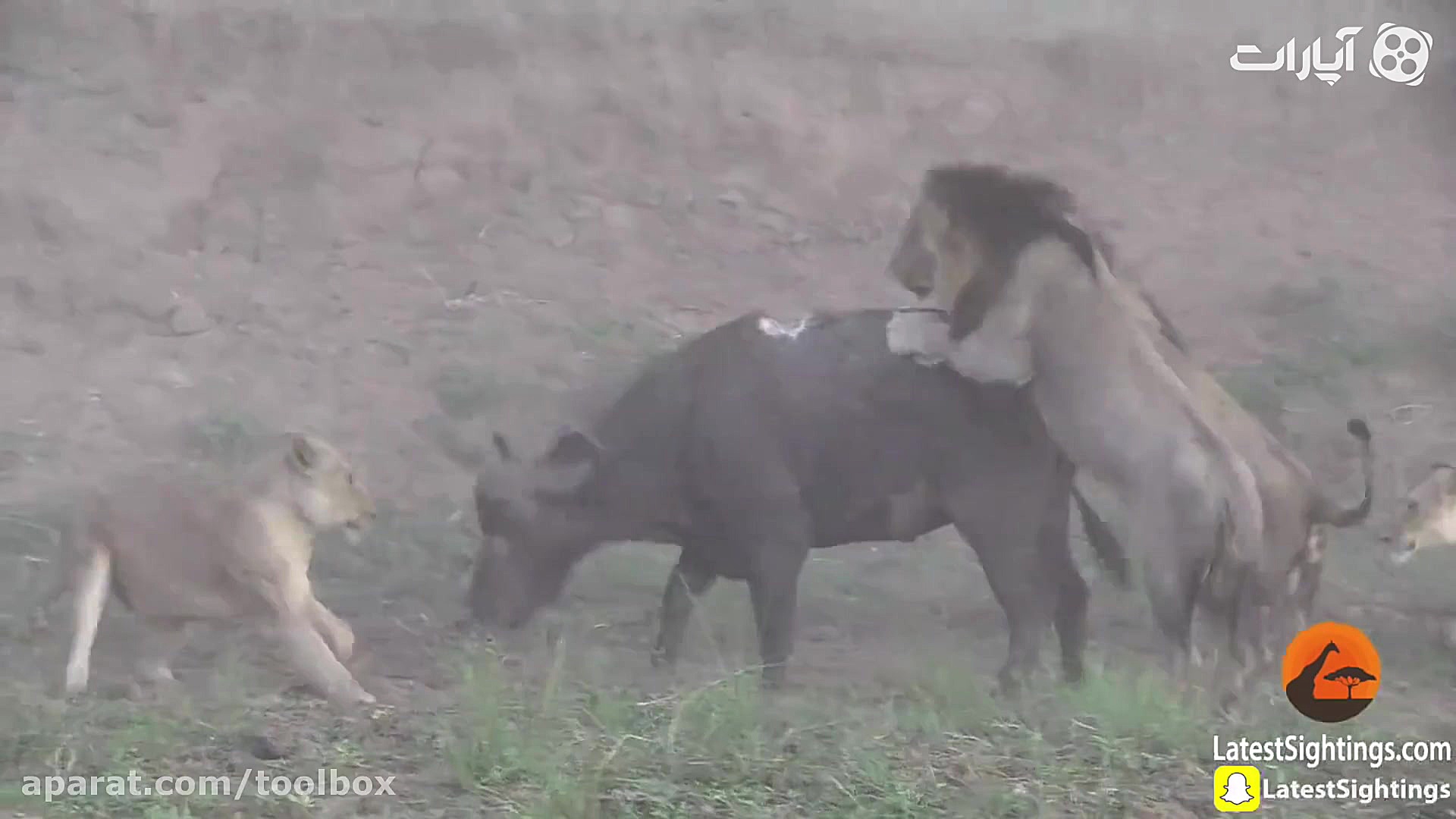 انسان و حیوان