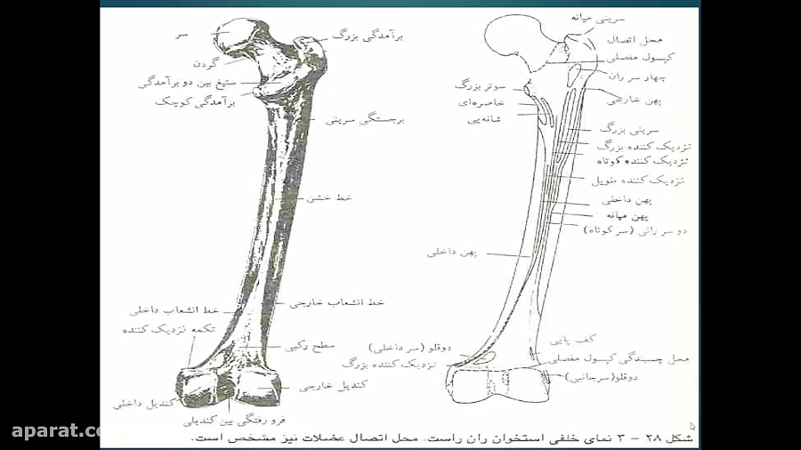 آناتومی جلسه چهارم