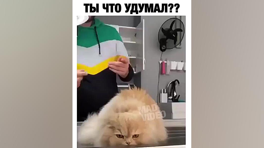 امپول زد به گربه