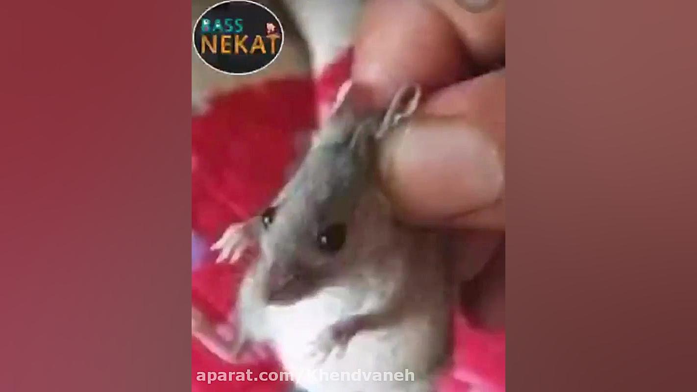 خنده دار موش پولاشو خورده ببین...