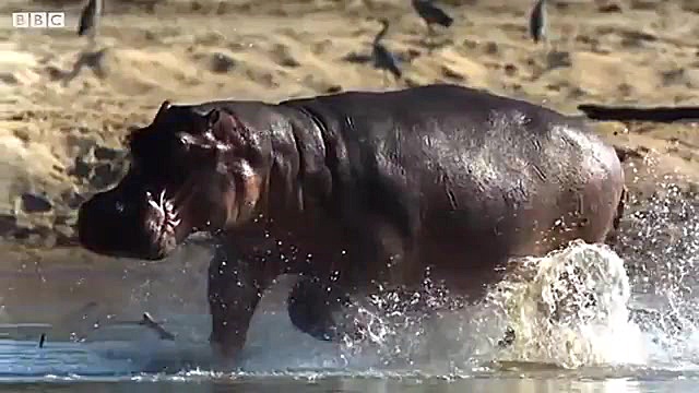 نبرد دیدنی اسب های آبی نر برای...