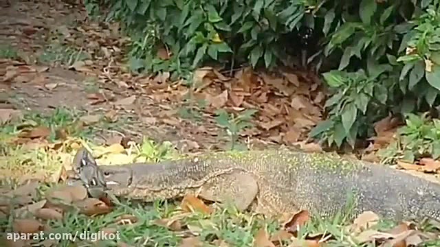 حیات وحش، شکار شدن مارمولک توس...