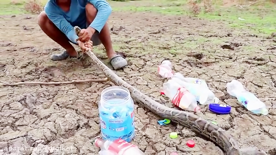 شکار مار پیتون با نوشابه گازدا...