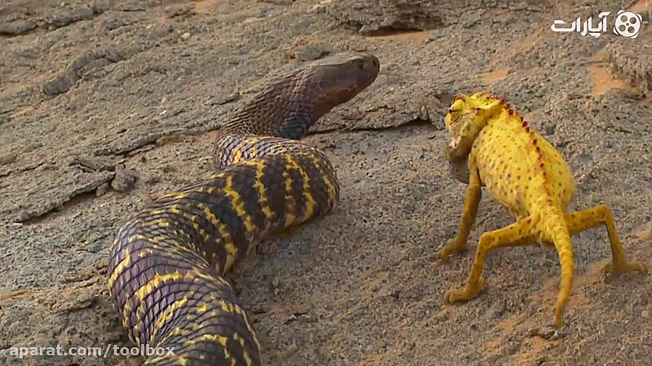 مار زبرا و آفتاب پرست