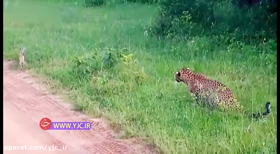 فرار دیدنی خرگوش از دست پلنگ