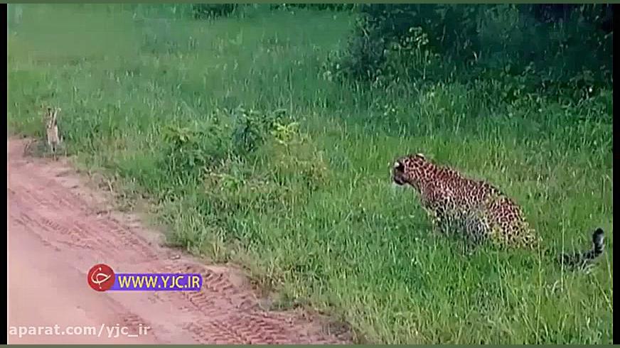 فرار دیدنی خرگوش از دست پلنگ